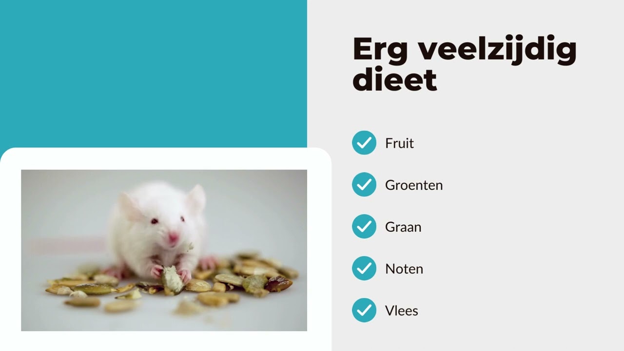 Wat eet een muis? - Pestor - YouTube