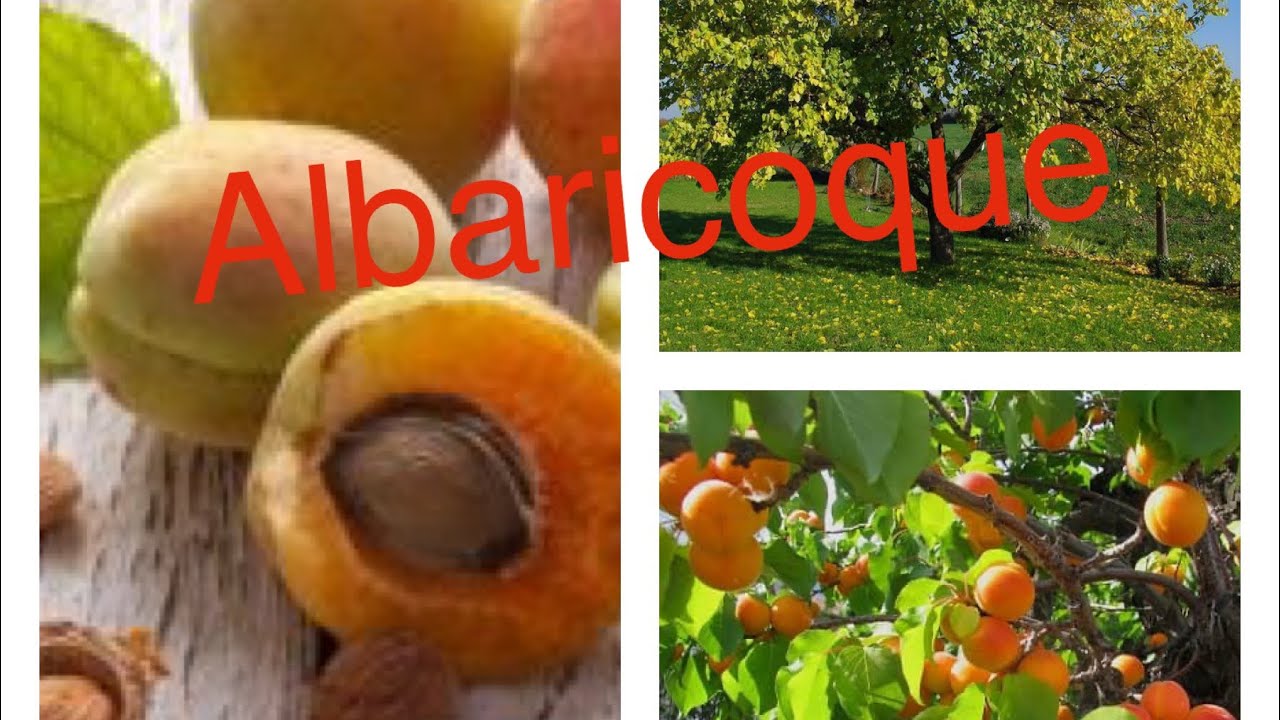 Germinar un albaricoque 🌳