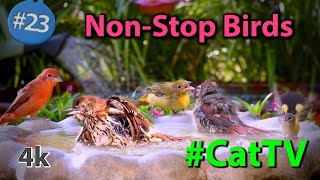 23. BIRD BATH 100 Minutes of Birds in a Fountain - NO Interruptions #CatTV