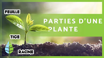 Quels sont les parties d'une plante ?