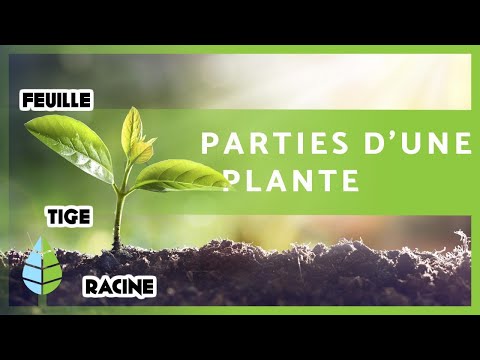 Vidéo: Quelles Sont Les Fonctions De La Racine De La Plante