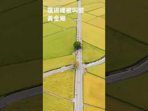 台東伯朗大道的黃金稻田，10月暑末入秋你打算去看看嗎？#shorts #台東#旅遊 #伯朗大道 #稻田 #美景 #秋天 #黃金#稻香