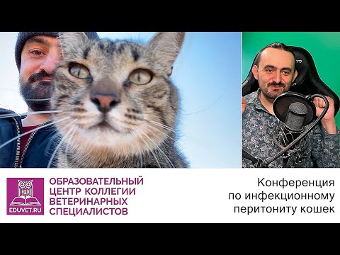 Неврологический ФИП🟢История Пиратика на конференции по инфекционному перитониту кошек 14.05.22