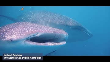 Sun Eater Studio Showreel 2019