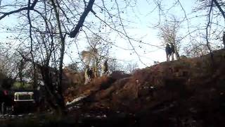 HLBRO Nellies Dell RTV Dec 2010 - 1