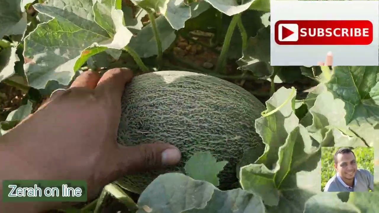 ٤٠ طن متوسط إنتاج الشمام   🤔🤔🤔