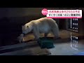 ホッキョクグマ