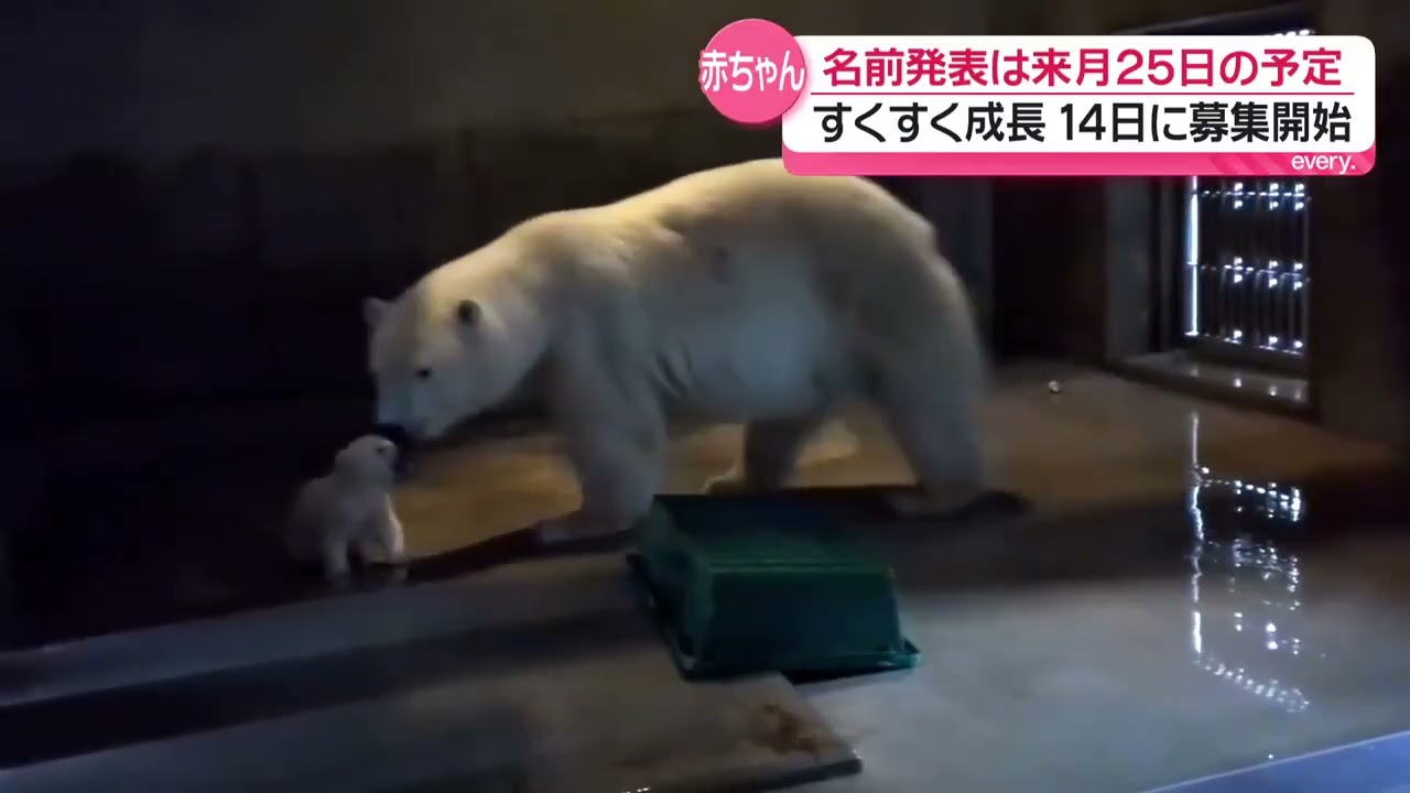 GAOで生まれたホッキョクグマの赤ちゃん 今月14日から名前の募集開始
