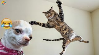 Best Funny Animals 2024Funniest Dogs and Cats#6