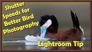 Shutter Speeds for Birds. Using Lightroom to be a better bird photographer.