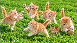 🐱🌼 Golden Kittens Pouncing & Chasing Each Other | Adorable Cat Moments screenshot 2