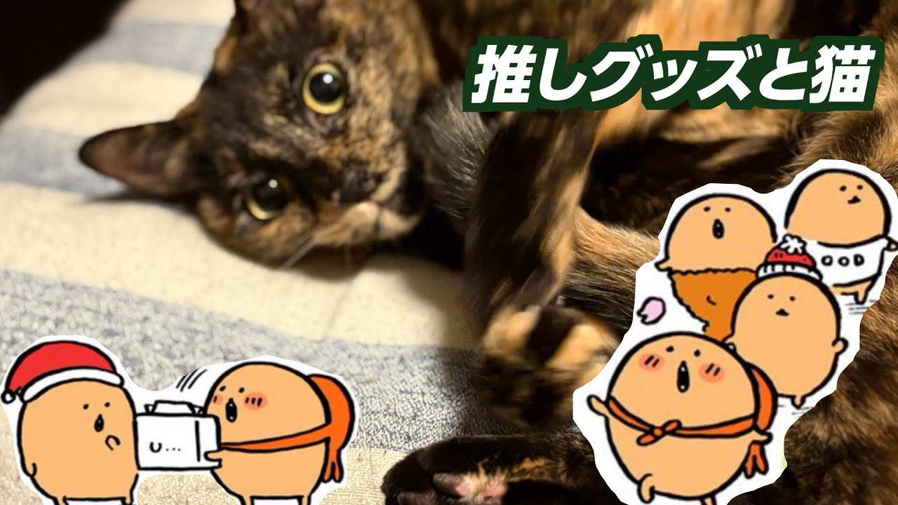 ついに買ってしまった推しマスコット…！20260221_Full HD 1080p.mp4