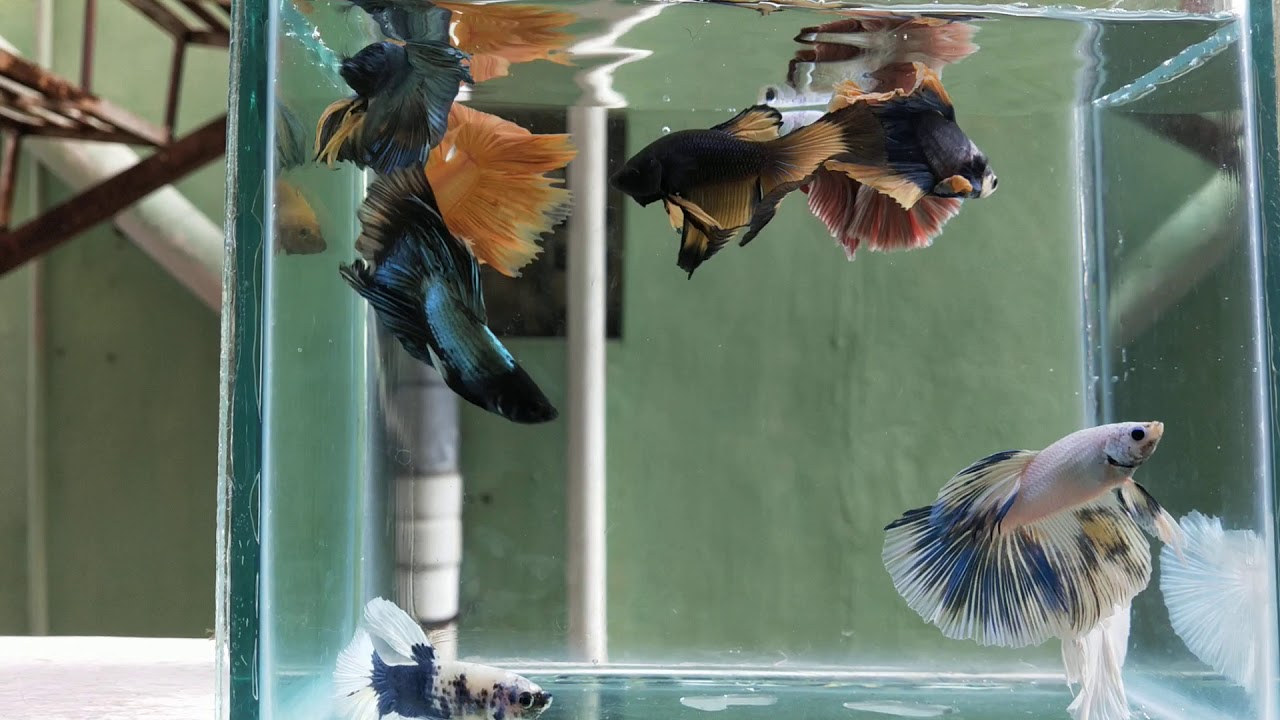 Erode betta factory: imported fancy ohm male available 9384530208 ...