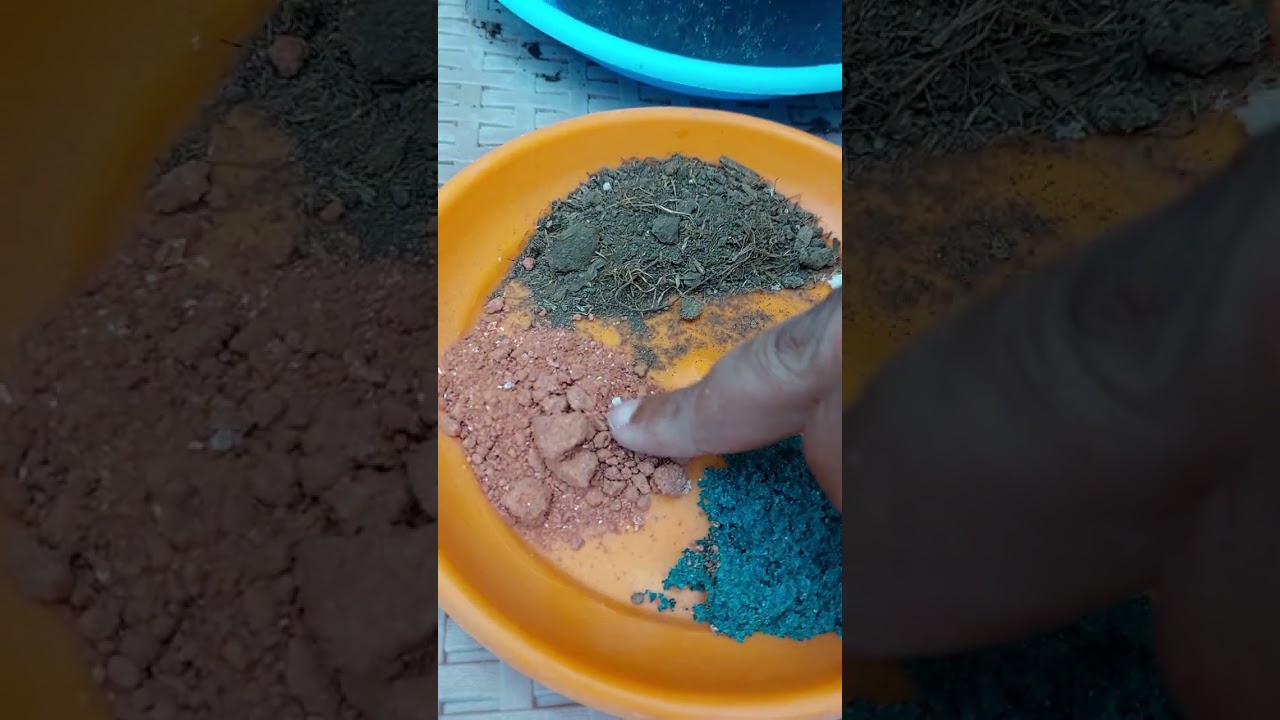 رعاية الروزماري او اكليل الجبل