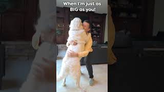 Why I pick up my BIG dog | It made me think of you #retriever #funny