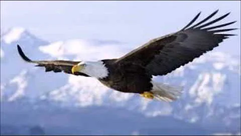 ALAS DE AGUILA.  JAVIER TORO. Autor. Oscar Solano B
