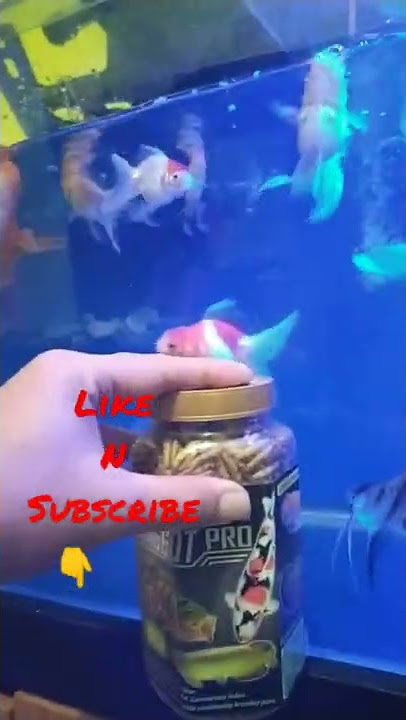 pakan tambahan terbaik untuk warna dan bulki ikan mas koki