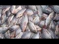 Como pescar tilapia nativas e selvagens