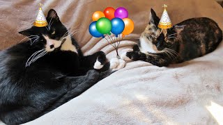 Our Cats Cupcake & Roodi Are 6 Years Old!