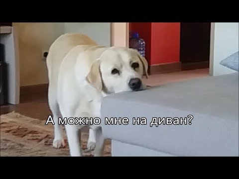 А можно мне на диван?