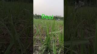 #farming #funny #comedy #desi #vlog spn27