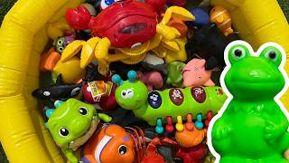 explore ocean animal names fun facts sea animal toys educational