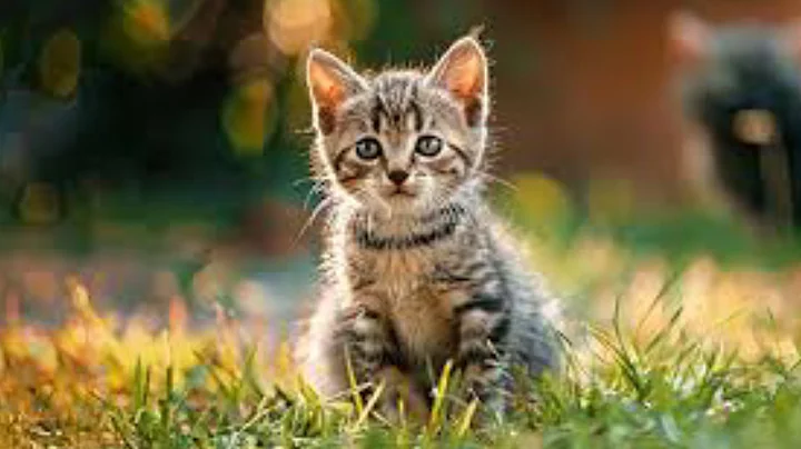 Watch the video about Kittens playing on the green grass with their friends - Kittens running around - Kittens meowing