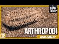 ARTHROPOD! | Ask Emily