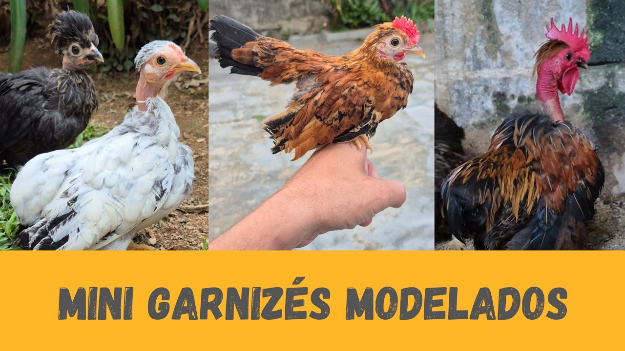 Várias Novidades nos MINI MODELADOS | Sítio 5 Irmãos