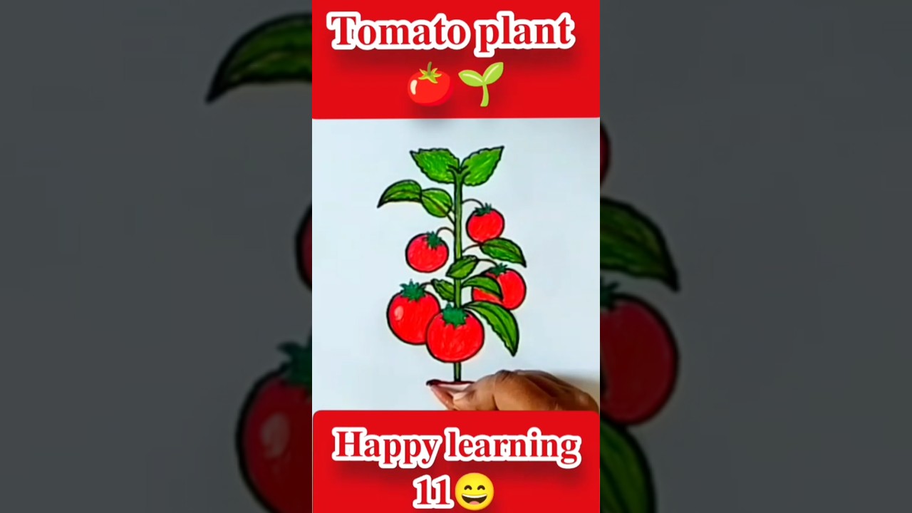 𝐓𝐨𝐦𝐚𝐭𝐨 𝐩𝐥𝐚𝐧𝐭 𝐝𝐫𝐚𝐰𝐢𝐧𝐠 🍅🌱