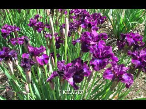 Video: Siberische Iris