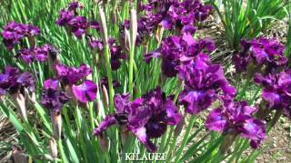 SIBERIAN IRIS FAVORITES