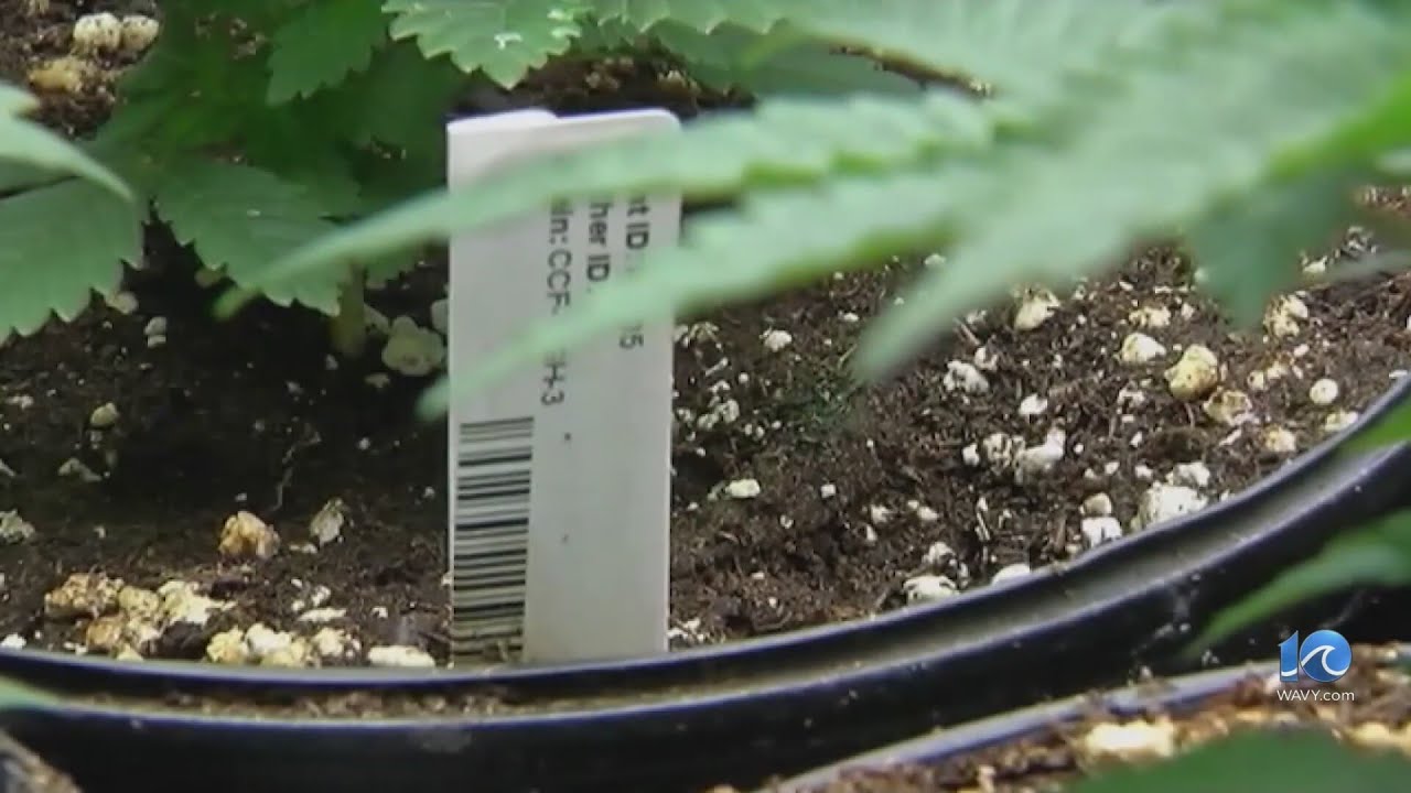 Virginia Beach prepares for potential recreational marijuana industry in the commonwealth