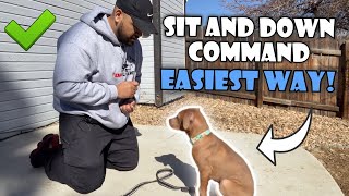 How to train a Pit bull Puppy the SIT and DOWN Command! (Very Easy)