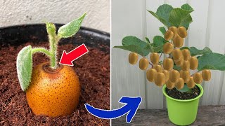 Top 10 genius ideas on how to propagate plants at home | Relax Garden by Relax Garden 6,888 views 1 month ago 16 minutes