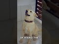Your Dog's Nose Print is as Unique as a Fingerprint!
