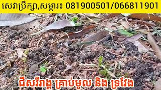 ភាពខុសគ្នា រវាង ជីសរីរាង្គ គ្រាប់មូល និង ទ្រវែង difference btw Organic Fertilizer Granule \& Pellet