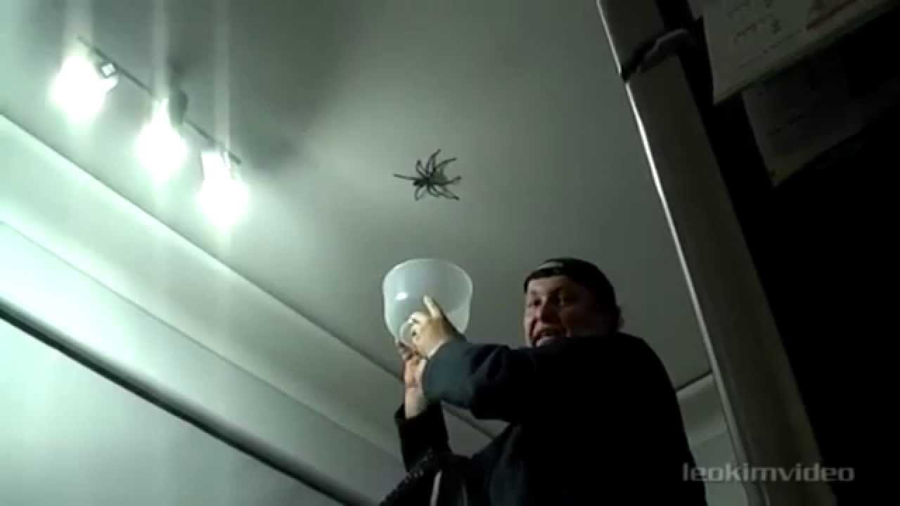 how to catch a spider the tutorial YouTube