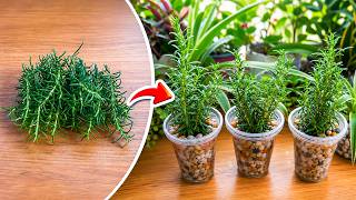 Most People Don’t Know Rosemary Can Grow in Water – Try This Easy Method!