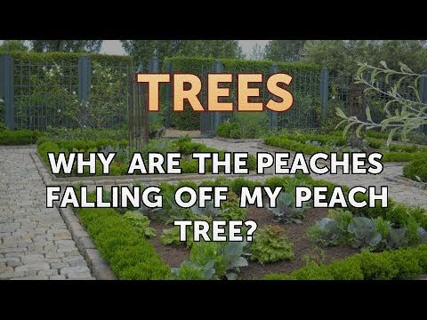 Video: Peach Tree Fruit Drop: Reasons For Fruit Falling Off A Peach Tree