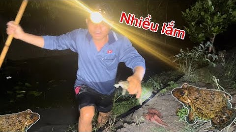 Ếch lên bờ cả đống sau cơn mưa @chautranlong4533