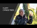 FLOPPY ITALIAN CYPRESS / How to prevent and repair drooping branches