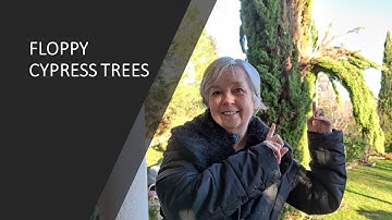 FLOPPY ITALIAN CYPRESS / How to prevent and repair drooping branches