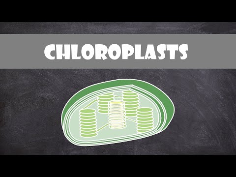 Chloroplast Structure and Function