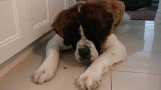 Saint Bernards won&#39;t hurt a fly, or... a Moth :)