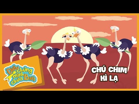 Video Chú Chim Ngộ Nghĩnh | Điều Chúng Mình Chưa Biết | Hi... - youtube