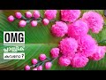 Flower making with plastic carry bags malayalam/Carry bags reuse idea/Best out of Waste #craft #diy