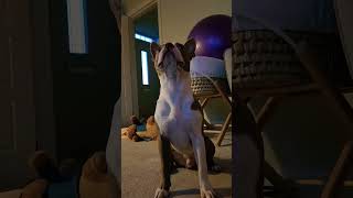 Gorgous Looking Dog Loki & His Antella Chew Bone