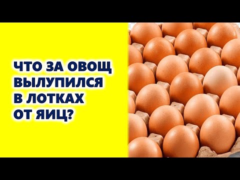 ვიდეო: როგორ გავაფაროთ ფილები ქვეყანაში