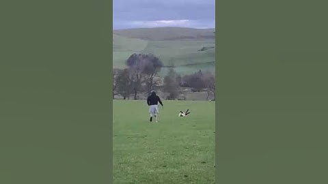 What to do if you see a sheep on it